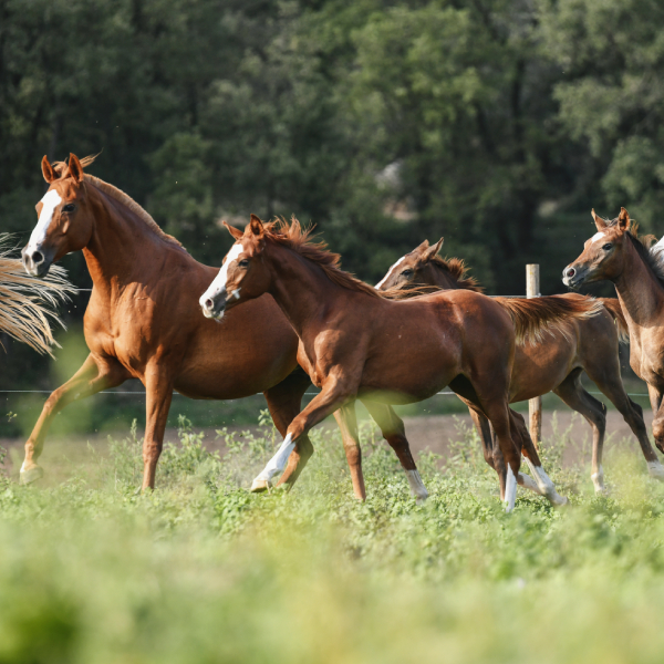 img-web-muixiequestrian-pag-serveis-014