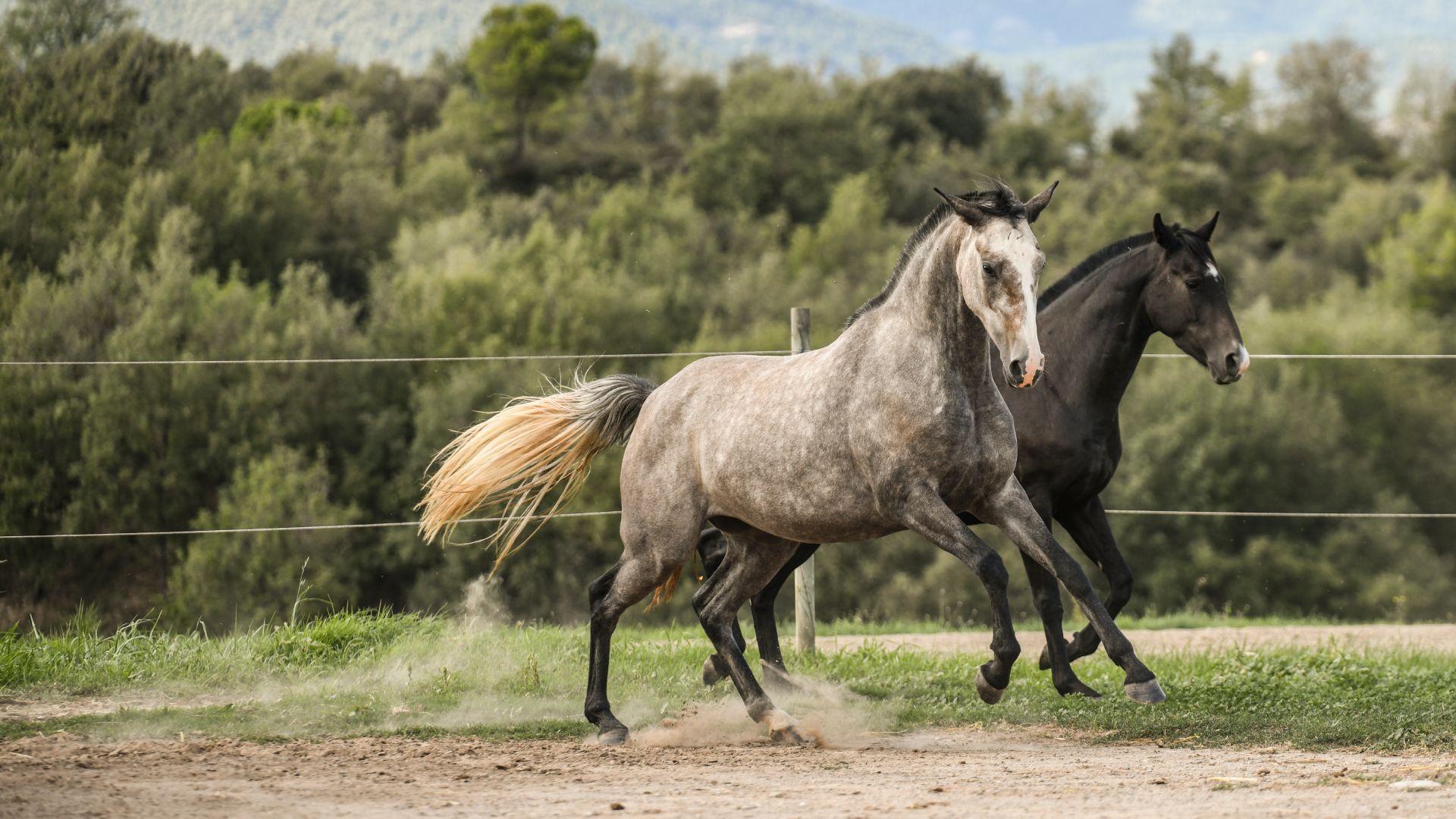 img-web-muixiequestrian-portada-001.jpg