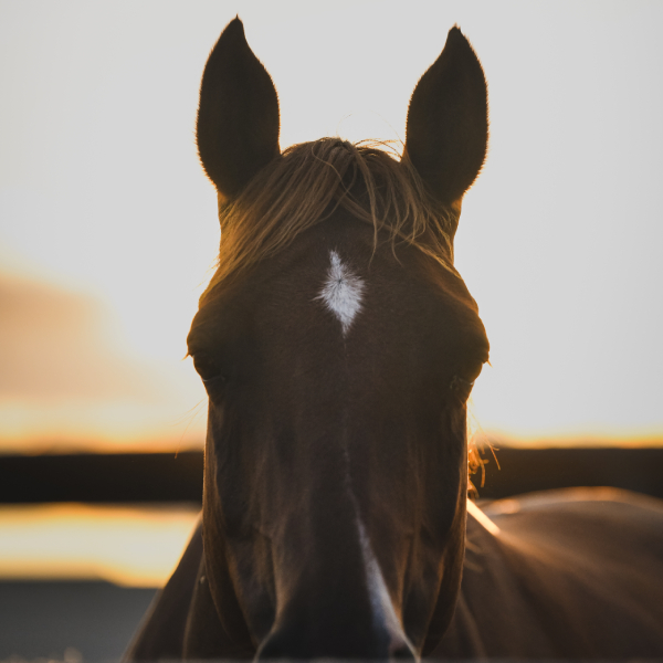 img-pag-web-muixiequestrian-noves-juliol-001