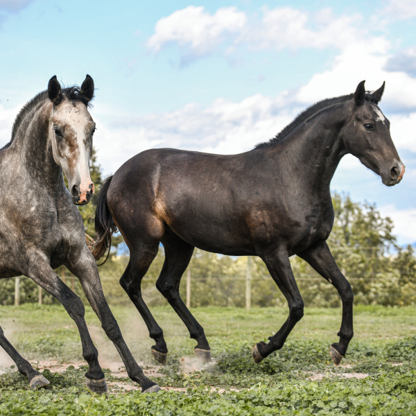 img-pag-web-muixiequestrian-noves-juliol-002