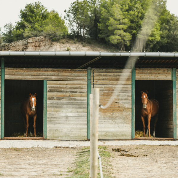 img-pag-web-muixiequestrian-noves-juliol-005
