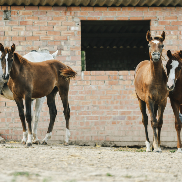 img-pag-web-muixiequestrian-noves-juliol-008