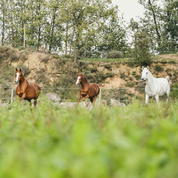 img-pag-web-muixiequestrian-noves-juliol-009