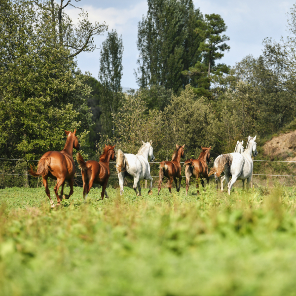 img-pag-web-muixiequestrian-noves-juliol-011