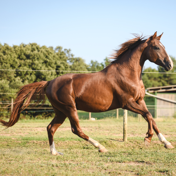 img-pag-web-muixiequestrian-noves-juliol-012