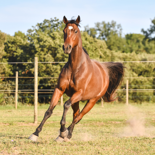img-pag-web-muixiequestrian-noves-juliol-013