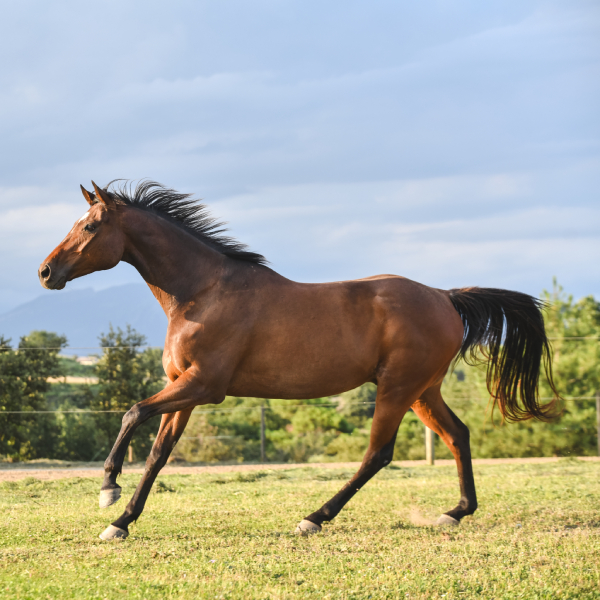 img-pag-web-muixiequestrian-noves-juliol-014