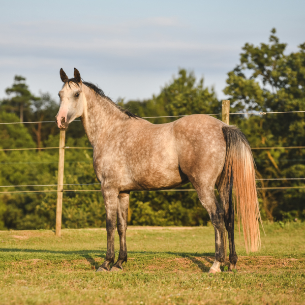 img-pag-web-muixiequestrian-noves-juliol-015